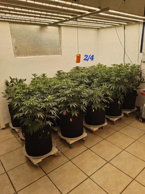 Sweet Guava Root. Week 8