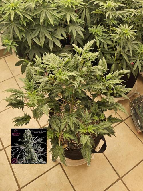 Freaky Croco. Week 8