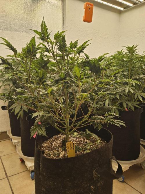 Freaky Croco. Week 8