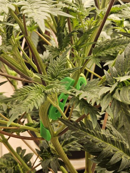 Freaky Croco. Week 8