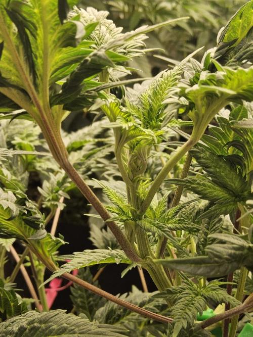 Freaky Croco. Week 8