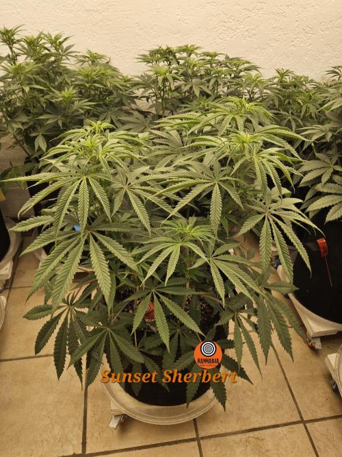 A Kannabian Sunset. Week 8