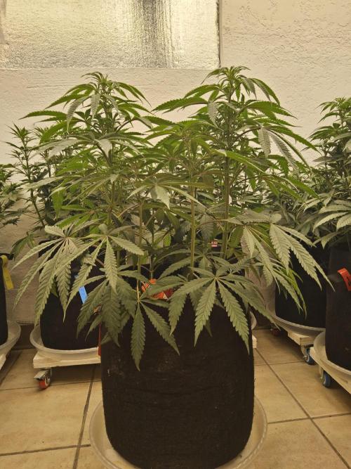 A Kannabian Sunset. Week 8