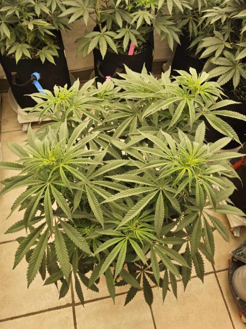 A Kannabian Sunset. Week 8