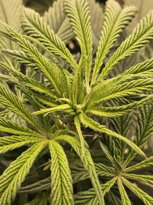 A Kannabian Sunset. Week 8