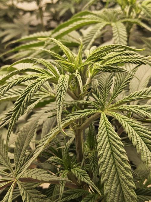 A Kannabian Sunset. Week 8