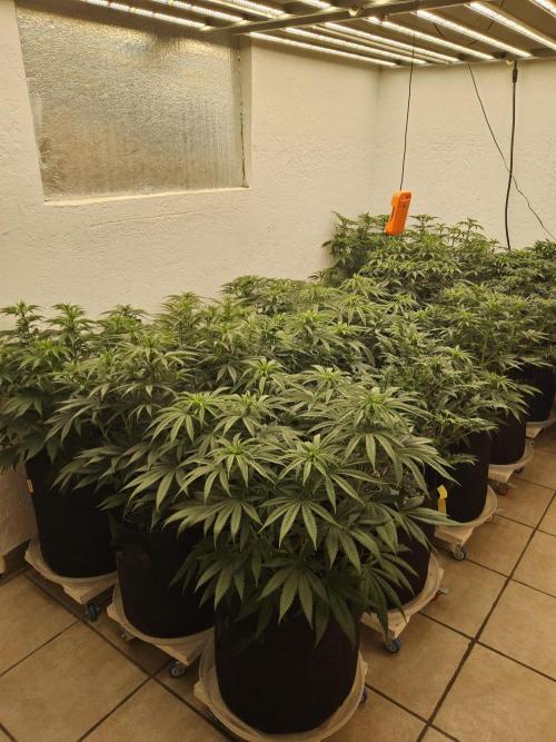 A Kannabian Sunset. Week 8