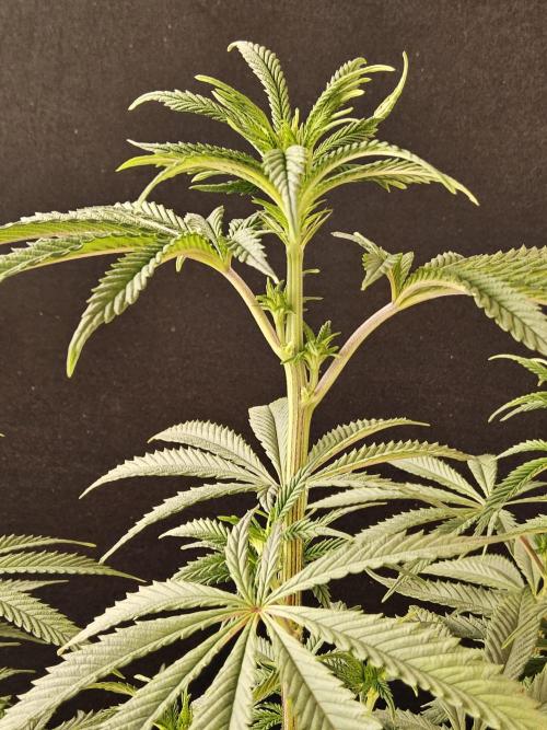 Very Cherry. Week 9