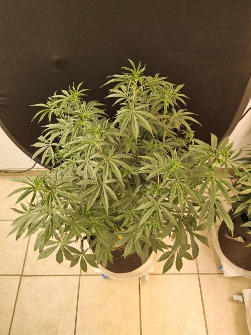 Very Cherry. Week 9