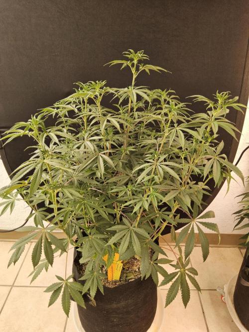 Very Cherry. Week 9