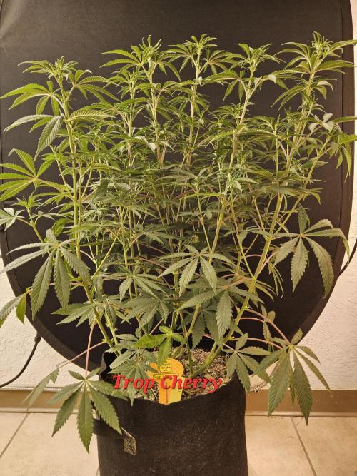 Very Cherry. Week 9