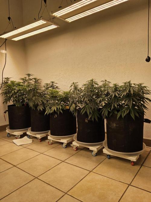 Very Cherry. Week 9