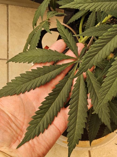 A Kannabian Sunset. Week 9