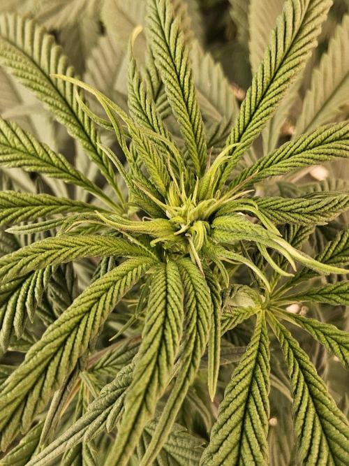 A Kannabian Sunset. Week 9