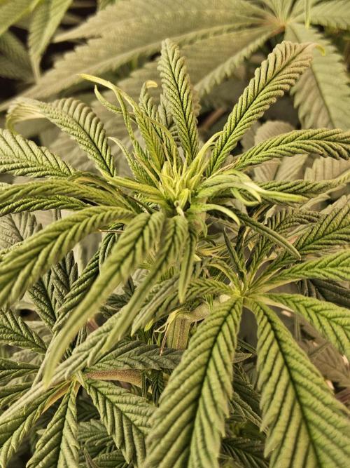 A Kannabian Sunset. Week 9