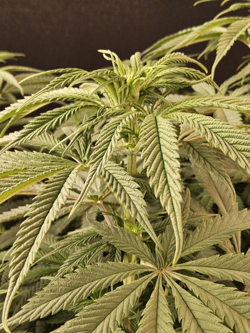 A Kannabian Sunset. Week 9