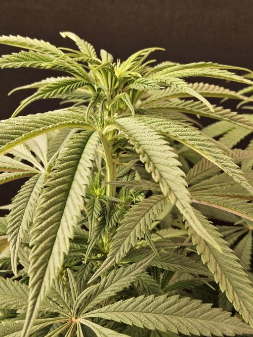 A Kannabian Sunset. Week 9