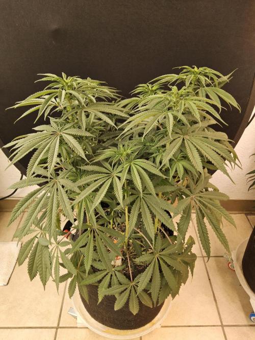 A Kannabian Sunset. Week 9