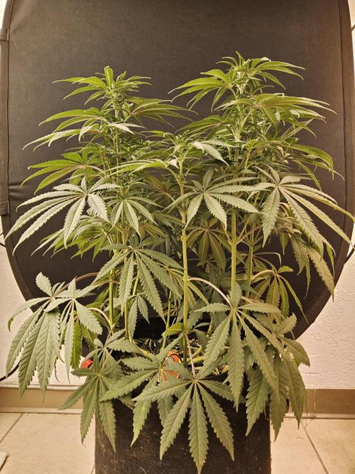 A Kannabian Sunset. Week 9