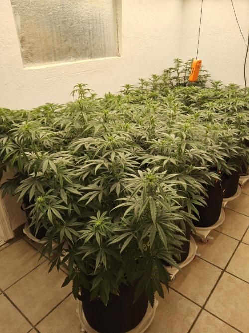 A Kannabian Sunset. Week 9