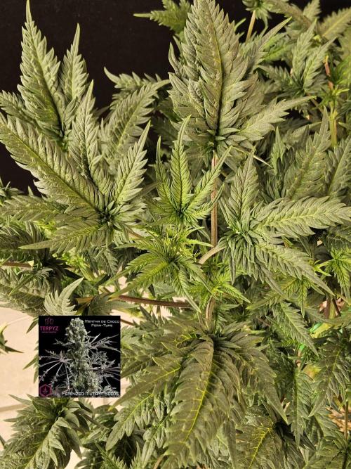 Freaky Croco. Week 9