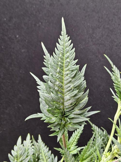 Freaky Croco. Week 9