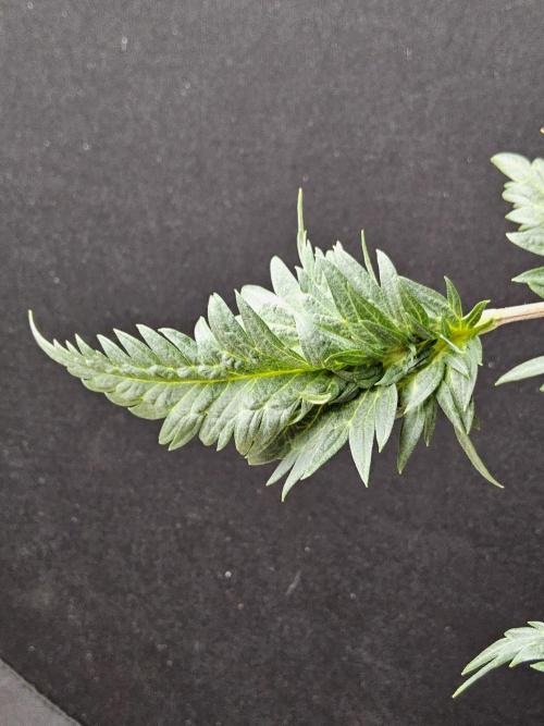 Freaky Croco. Week 9