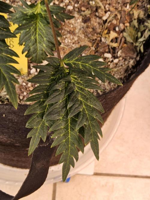 Freaky Croco. Week 9