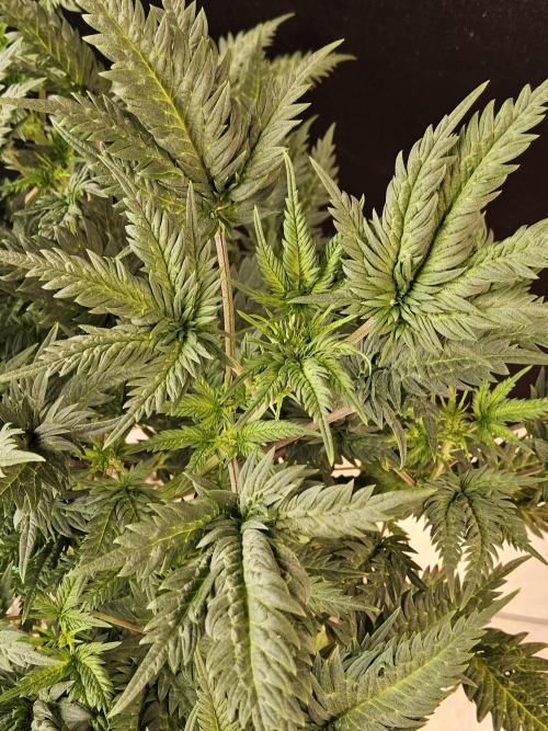 Freaky Croco. Week 9