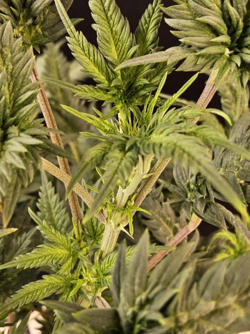 Freaky Croco. Week 9