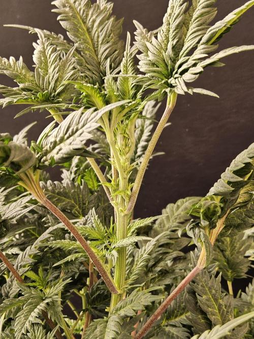 Freaky Croco. Week 9