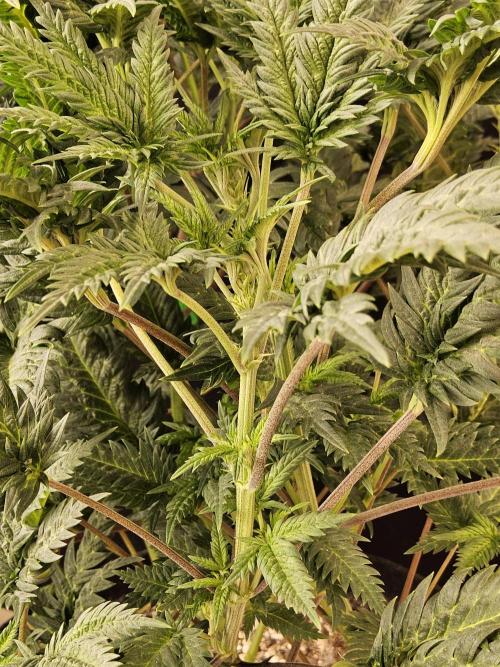 Freaky Croco. Week 9