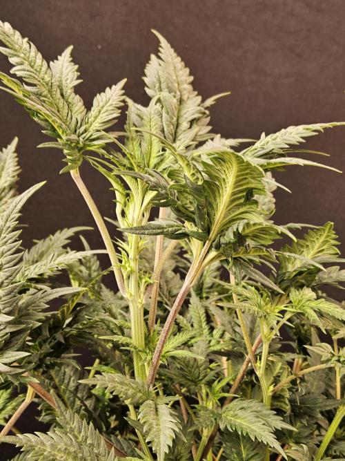 Freaky Croco. Week 9