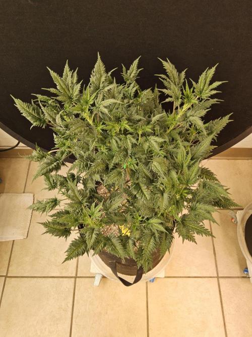 Freaky Croco. Week 9