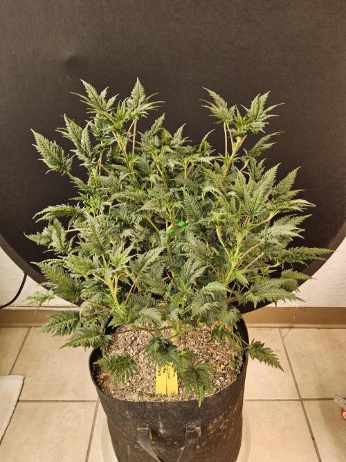 Freaky Croco. Week 9