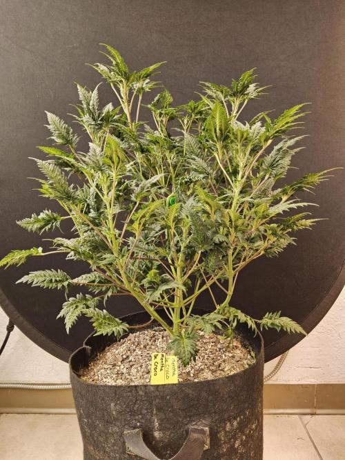 Freaky Croco. Week 9