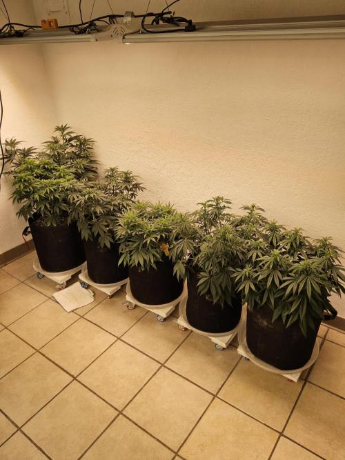 Freaky Croco. Week 9