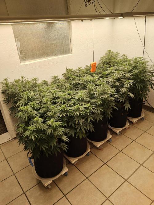 Freaky Croco. Week 9