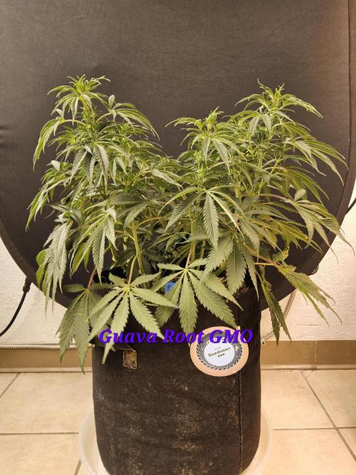 Sweet Guava Root. Week 9