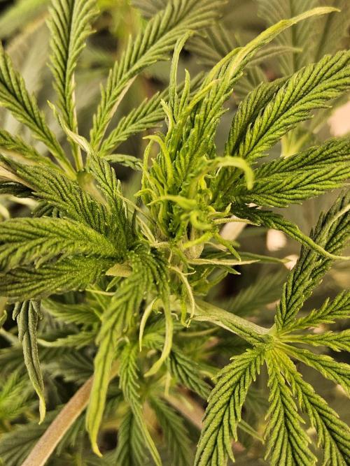 Sweet Guava Root. Week 9