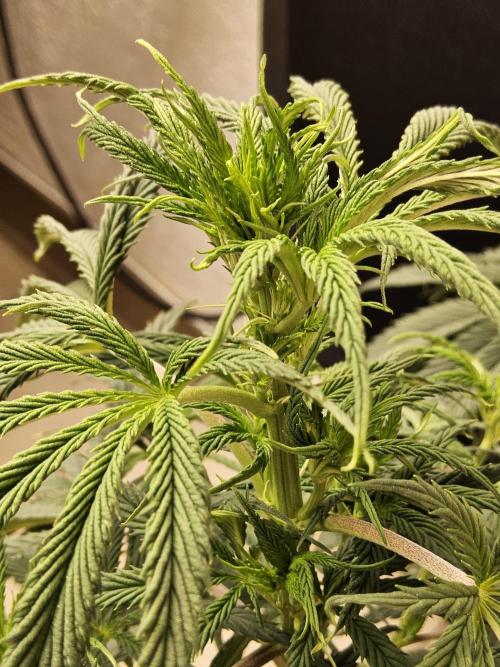 Sweet Guava Root. Week 9