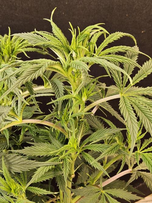 Sweet Guava Root. Week 9