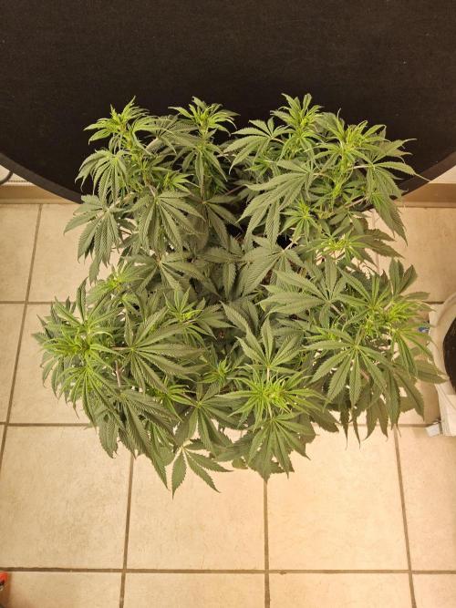 Sweet Guava Root. Week 9
