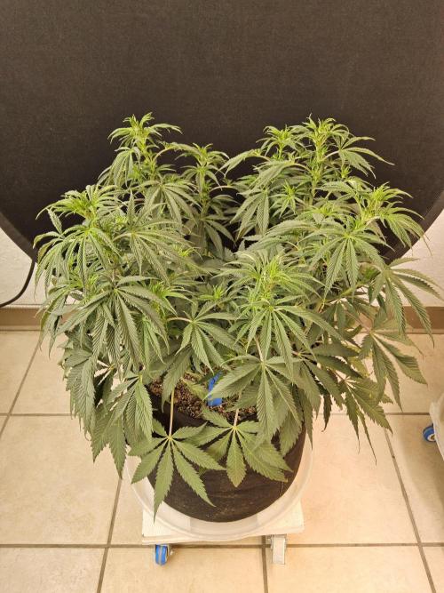 Sweet Guava Root. Week 9