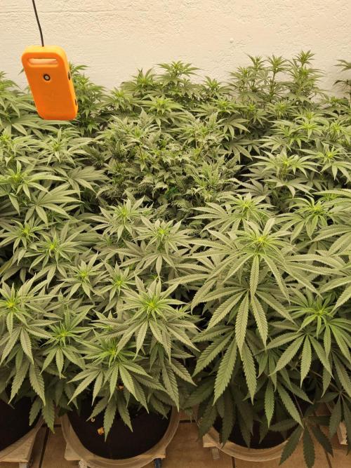 Sweet Guava Root. Week 9