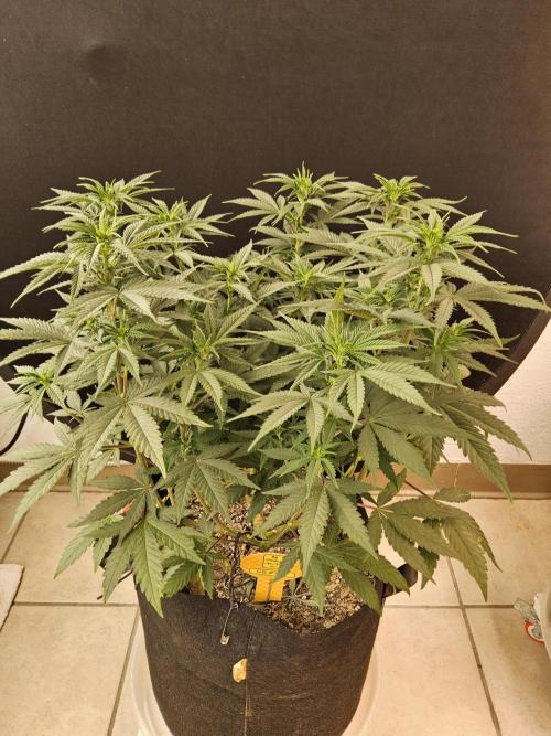 #4 Original. Week 9