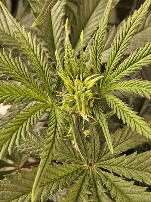 Freaky Cheese. Week 9