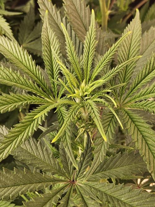 Freaky Cheese. Week 9