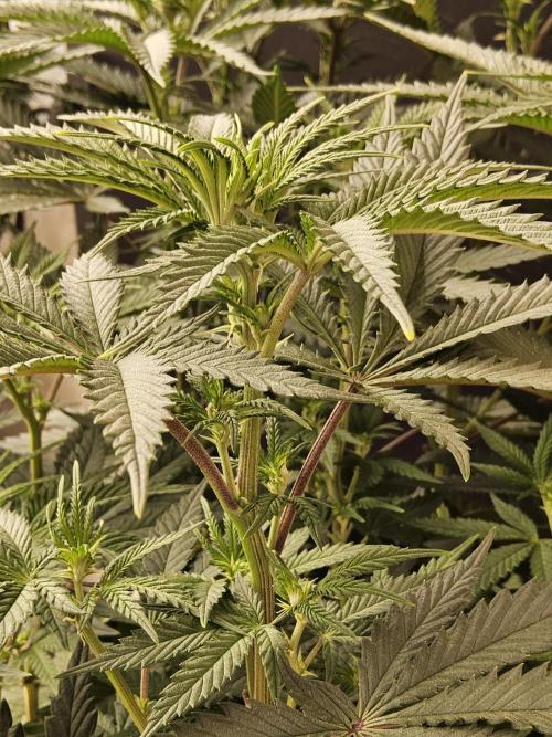 Freaky Cheese. Week 9