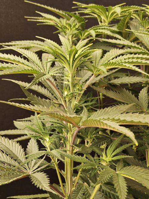 Freaky Cheese. Week 9